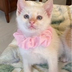 お耳と尻尾がベージュの白猫こゆきちゃん