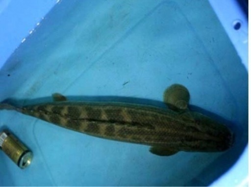 ビキールビキール７５センチ　モンスター