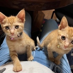 2ヶ月甘えん坊で人懐っこい茶トラ兄妹☆オス2メス1 - 貝塚市