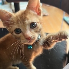 2ヶ月甘えん坊で人懐っこい茶トラ兄妹☆オス2メス1 - 猫