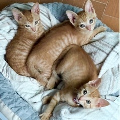 2ヶ月甘えん坊で人懐っこい茶トラ兄妹☆オス2メス1の画像