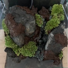 テラリウム(進行中)の画像