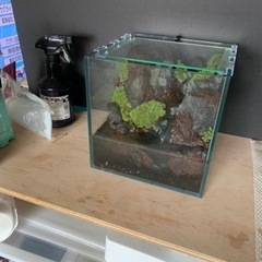 テラリウム(進行中)の画像