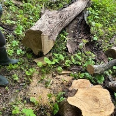 栗の大木お譲りします