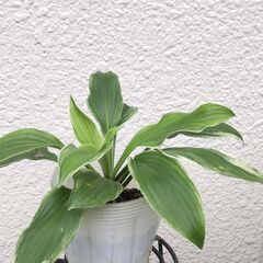 ギボウシ苗