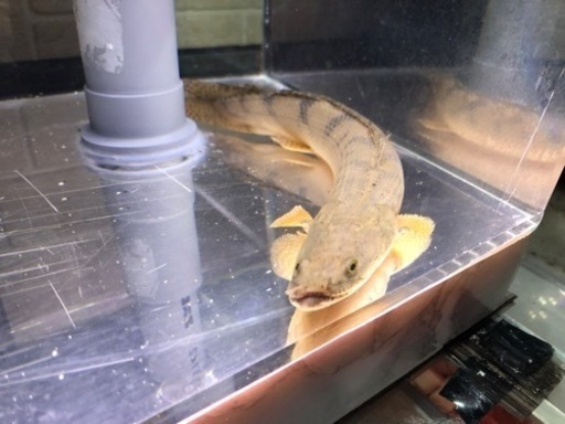 タンガニーカ湖　ワイルド個体　コンギクス　約２９センチ