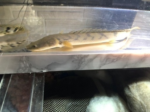 タンガニーカ湖　ワイルド個体　コンギクス　約２９センチ