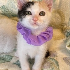 三毛猫こなつちゃん