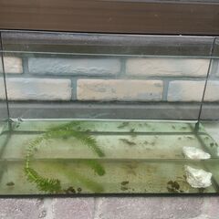 【水槽】42cmガラス水槽の飼育セット(照明無し)