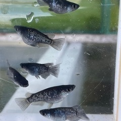 ブラックダイヤ ダルマ ショート　現物出品 ６匹　産卵中