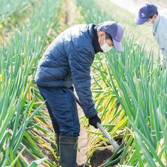 無料で畑の手伝いをしたいです！