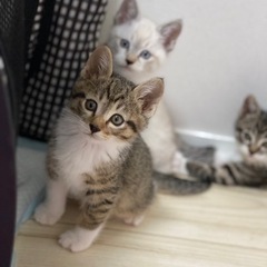兄弟2匹一緒にお迎えしてくれるご家族探してます
