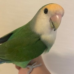 小桜インコ