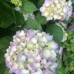 切花　アジサイ　1束　生花