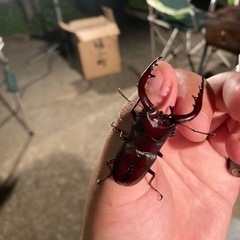 【至急】ノコギリクワガタ　オス
