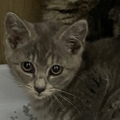 グレー多めのサバトラ男の子✨ 
