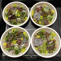 【多肉植物】寄せ植えセット　８セットありの画像