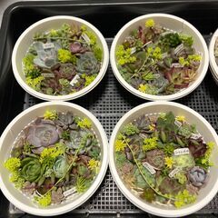 【多肉植物】寄せ植えセット　８セットありの画像