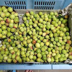 南高梅 1kg300円 配送料無料