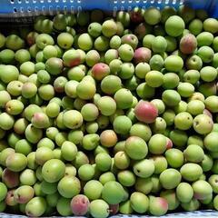 南高梅 1kg300円 配送料無料の画像