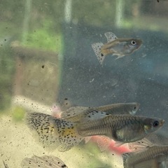 ブルーグラスグッピー稚魚15匹✖️5セット限定（国産）8月8日迄の画像