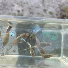 ブルーグラスグッピー稚魚15匹✖️5セット限定（国産）8月8日迄の画像