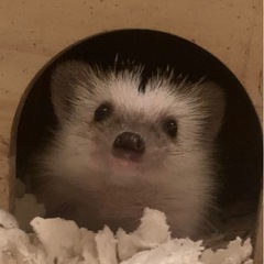 ハリネズミ