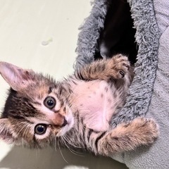 トライアル中✨️里親さん募集🍀*゜マウイ - 猫