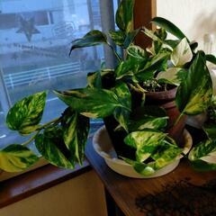 観葉植物ポトス🌱の画像