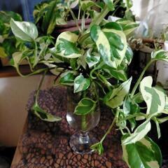 観葉植物ポトス🌱の画像