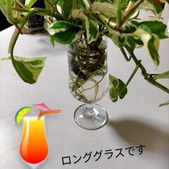 観葉植物ポトス🌱の画像