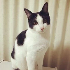 里親さん募集🍀*゜アトム