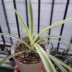 オリズルラン育ってました！