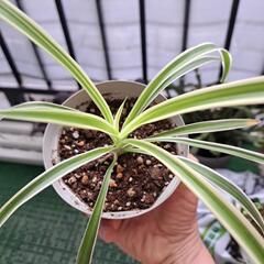 オリズルラン育ってました！の画像