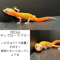 2023CBレオパードゲッコー（ヒョウモントカゲモドキ）