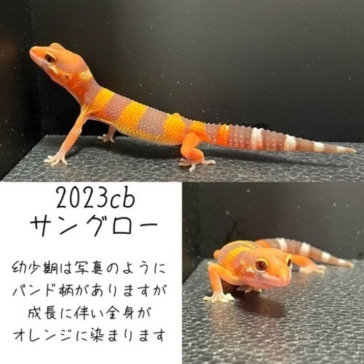 ゲッコーの本 ウラノ ペーパークラフト DXシリーズ レオパードゲッコー