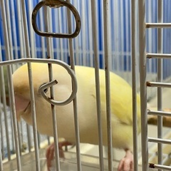 コザクラインコ探しています。