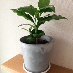 観葉植物　コーヒーの木②　30cm　おしゃれな4号の鉢と受け皿付き