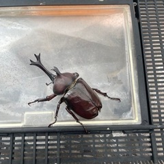 カブトムシ成虫　5名様からお問い合わせいただいてます。