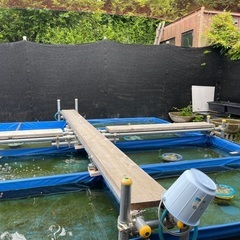 オランダローズテール　金魚の画像