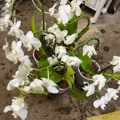 ミニ胡蝶蘭４株　無料‼️