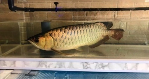 熱帯魚　５０センチ　極美