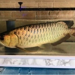 熱帯魚　５０センチ　極美