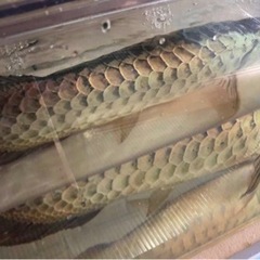 熱帯魚　５０センチ　極美