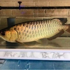 熱帯魚　５０センチ　極美