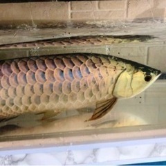 熱帯魚　５０センチ　極美
