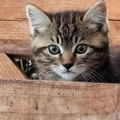 仔猫2匹