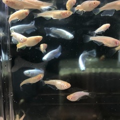 アルビノメダカ【緋牡丹】未選別 全てお渡ししますの画像