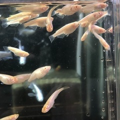 アルビノメダカ【緋牡丹】未選別 全てお渡ししますの画像
