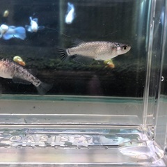 決まりました　メダカ【ブラックダイヤ】上見ラメタイプ オス1メス3 +オマケ1の画像